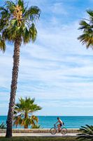 Palm trees, blue sky and sea. Cyclist on beach boulevard