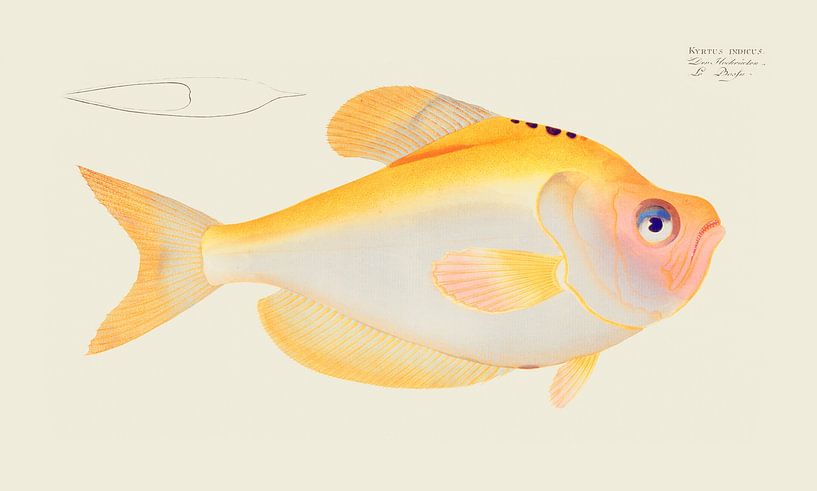 Kyrtus indicus, Marcus Elieser Bloch by Fish and Wildlife