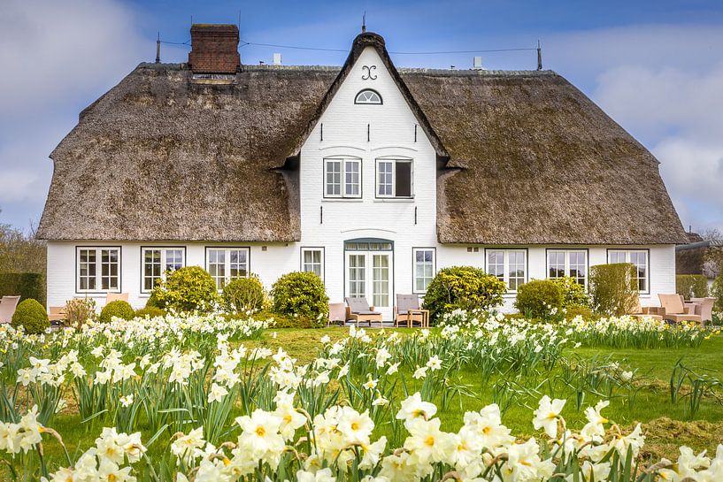 Maison frisonne avec des jonquilles sur Sylt par Christian Müringer