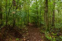 footpath through the forest