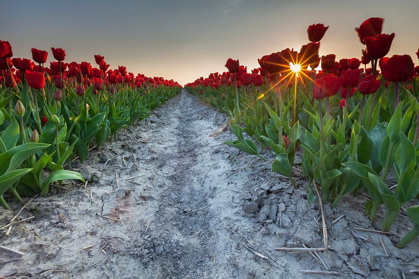 Zonsondergang in Zijldijk par Ron Buist