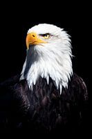 Portrait d'aigle chauve américain