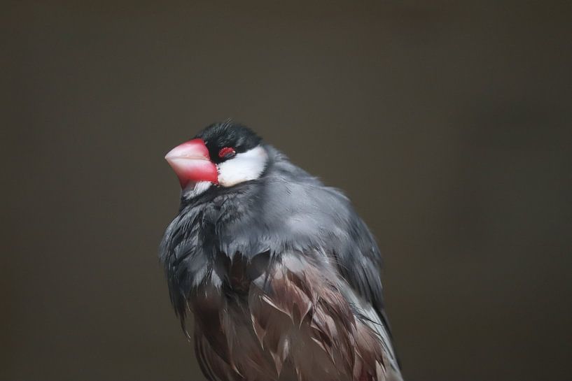 Bird of the Year by Erwin Pieters