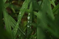 Waterdruppel op grassprietje