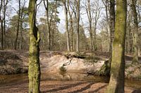 Meandering Oostrumsche Beek meanders through estate Geijsteren