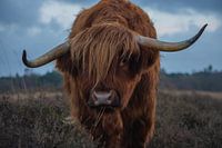Scottish Highlander