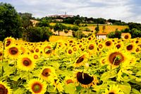 Feld mit Sonnenblumen in Italien