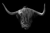 Scottish Highlander head