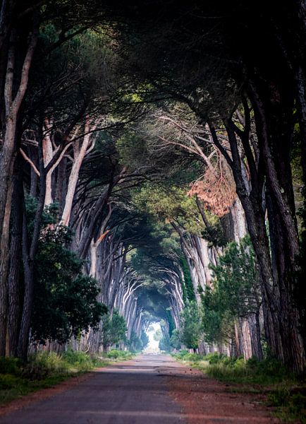 Tree Tunnel van Stefan Bauwens Photography
