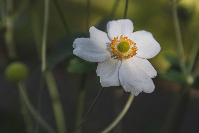 Weiße Blume mit grünem Hintergrund von Nicole Van Stokkum