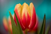 Tulpe