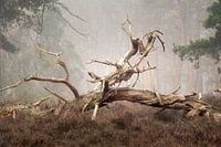 Still life in the forest