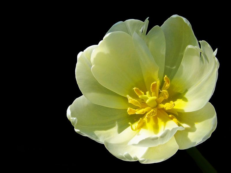 Mellow Yellow (Gelbe Tulpe) von Caroline Lichthart