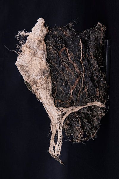 Algae II von Guido Van den Troost