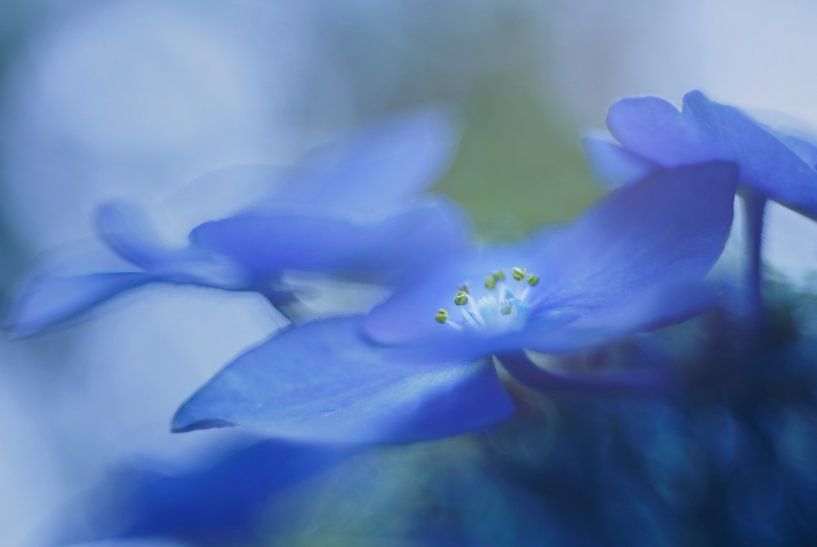 Blauer Antrag.... von LHJB Photography