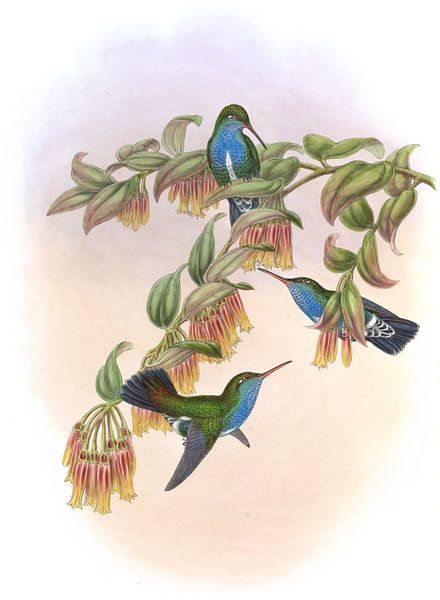 Bartlett’s Emerald, John Gould by Hummingbirds