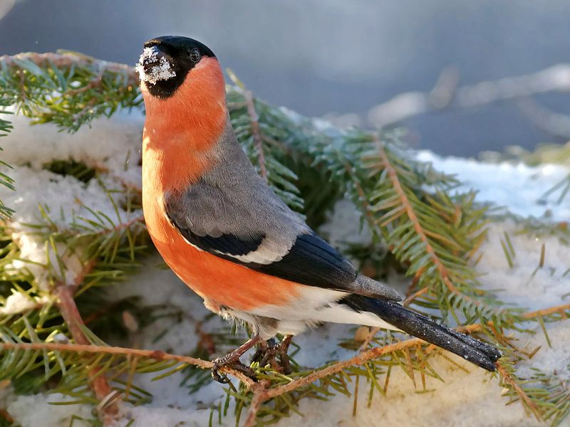 Dompfaff, Bullfinch van Michael Schreier