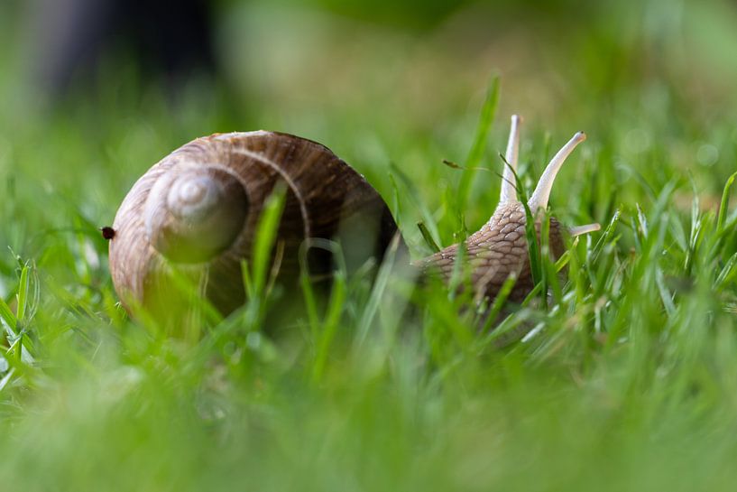 Weinbergschnecke-1 von Mi Vidas Fotodesing