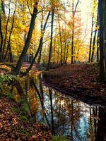 Herbstliche Farben im Wald