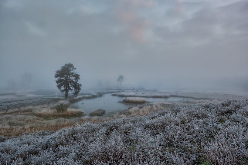 Tôt le matin à l'Overasseltse en Hatertse Vennen par Moetwil en van Dijk - Fotografie