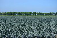 Field with cabbage in Langedijk