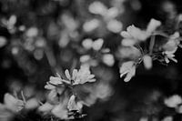 Blossom black white