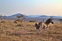 Schöne afrikanische Landschaft mit einem Zebra und Zebrafohlen