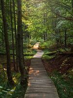 Fremdenweg, Saxon Switzerland - Forest path near Großer Winterberg