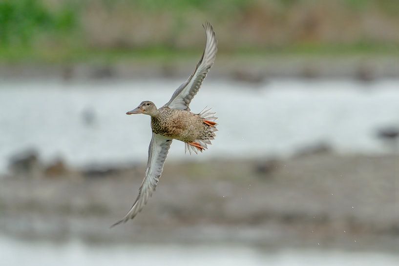 Canard souchet en vol par Rando Kromkamp Natuurfotograaf