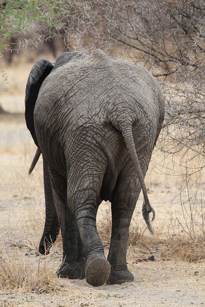Olifant in Tanzania by Linda van Herwijnen