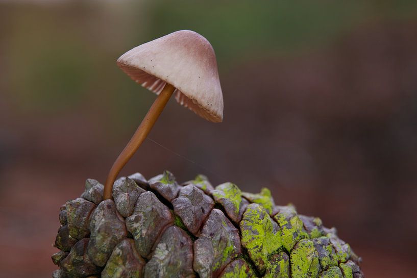 Hut auf Kiefernkegel von peterheinspictures