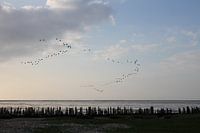 Vieux brise-lames en bois près de Moddergat avec des oiseaux en formation en V