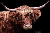 Schottisches Hochlandrind