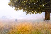 Foggy morning on the Great Field