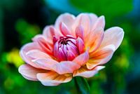 Dahlia flower