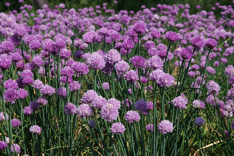 Farbige Blüten vom Schnittlauch auf dem Feld von cuhle-fotos