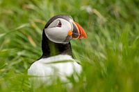 La tête d'un macareux moine dépasse de l'herbe