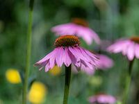 Planten en bloementuin