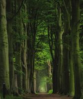 Hohe grüne Bäume in Oranjewoud Friesland