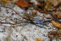 Wall decoration featuring a Gold-coloured Dragonfly with Blue Tail