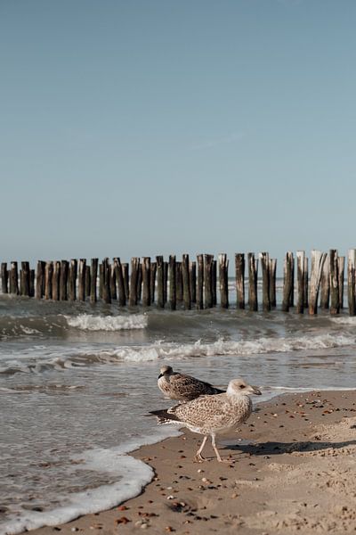 Ein Paar niederländische Möwen in Domburg von Valeska Mensonides Fotografie