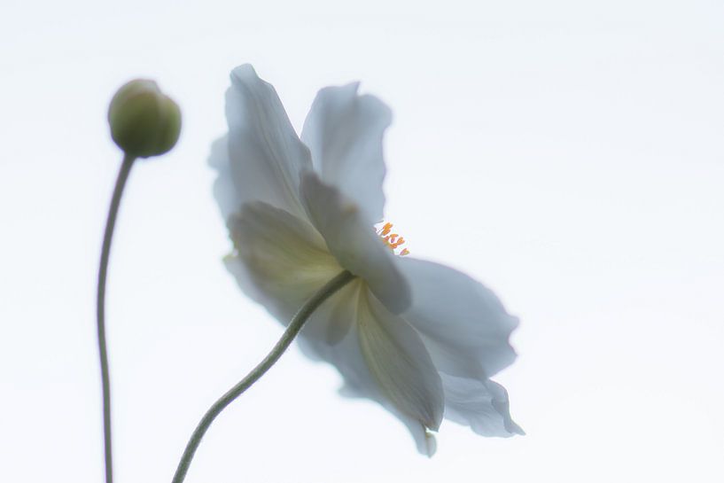 weiße Astern am Himmel von Tania Perneel