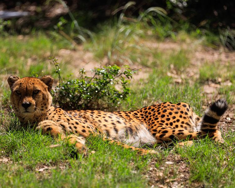 Cheetah in the sun by Paul Gerard