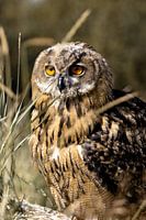 Young eagle owl in the grass