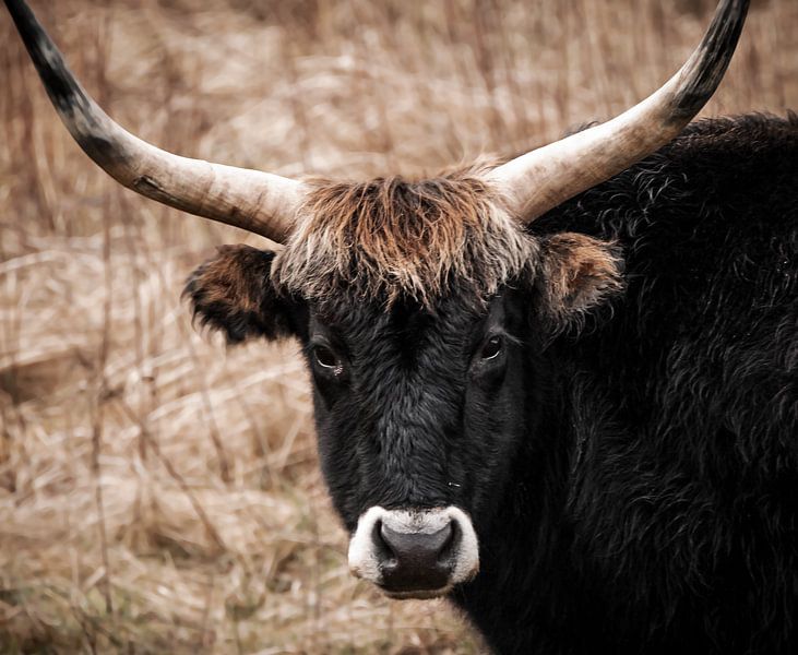 head of cattle by natascha verbij