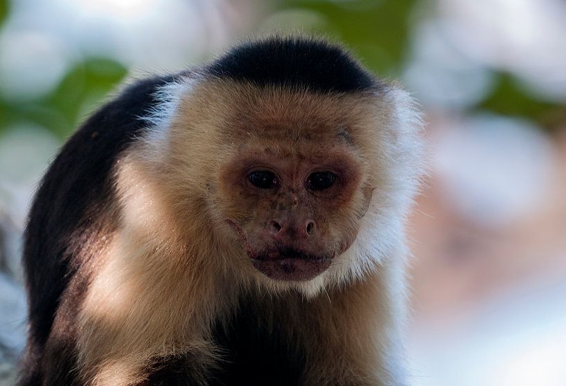 Witschouderkapucijnaap par Maarten Verhees
