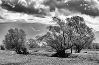 "Nature seen achromatically"