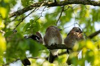 Four juvenile jays rest on a branch