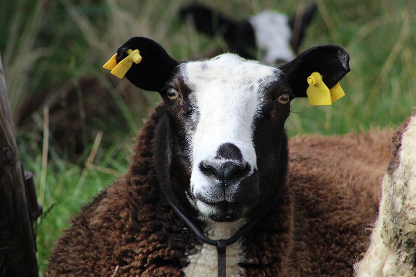 Schaap  par Anja Kok