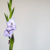 Green branch with a lilac gladiolus